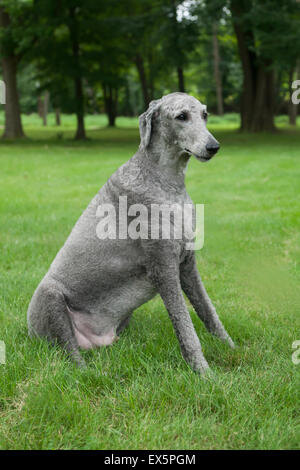 Eine junge, männliche Silberwährung sitzt Pudel draußen in der Sommer-Rasen. Stockfoto