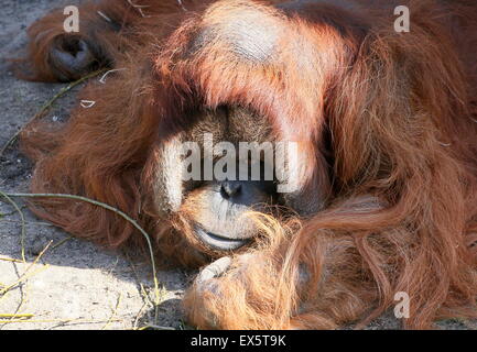 Ältere männliche Bornean Orang-Utans (Pongo Pygmaeus) faul auf dem Boden liegend Stockfoto