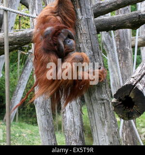 Klettern Reife alpha-Männchen Kevin, Bornean Orang-Utans (Pongo Pygmaeus) in Apenheul Primate Zoo, Apeldoorn, Niederlande Stockfoto