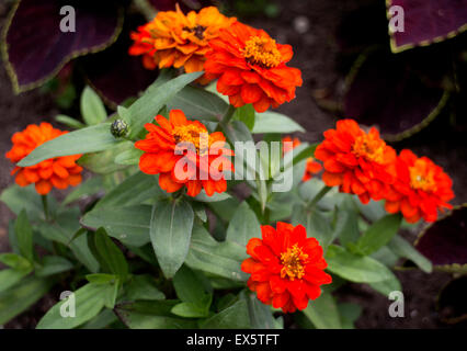 Zinnie Zahara Double Brand im Sommer Bettwäsche Stockfoto