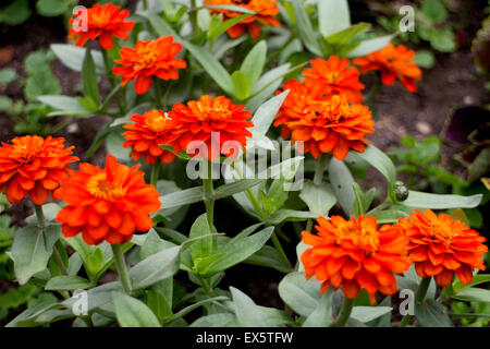 Zinnie Zahara Double Brand im Sommer Bettwäsche Stockfoto