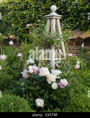 Absicherung im Bauerngarten Pfingstrosen (Paeonia) und box Stockfoto