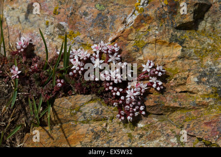Englische Fetthenne (Sedum Anglicum) wächst auf Felsen Stockfoto