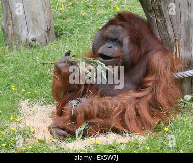 Ältere männliche Bornean Orang-Utans (Pongo Pygmaeus) ernähren sich von Zweigen & Blätter. Kevin, Apenheul Primate Zoo, Apeldoorn, Niederlande Stockfoto