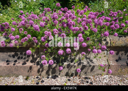 Phuopsis Stylosa wächst über steinerne Einfassung neben eines Gartenweges. Stockfoto