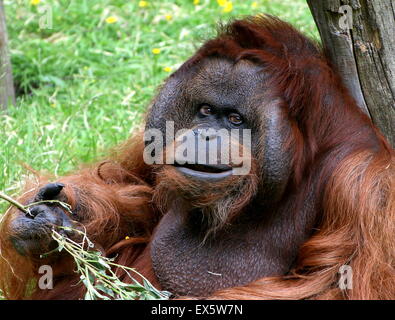 Ihre freundliche ältere männliche Bornean Orang-Utan (Pongo Pygmaeus) ernähren sich von Blättern Stockfoto