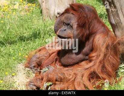 Ältere männliche Bornean Orang-Utans (Pongo Pygmaeus) Lächeln Stockfoto