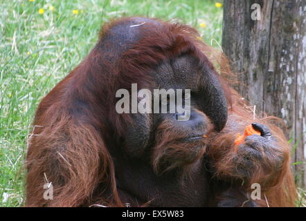 Kevin, ein reifer männlicher Bornean Orang-Utan (Pongo Pygmaeus) Fütterung auf Karotten in Apenheul Primate Zoo, Apeldoorn, Niederlande Stockfoto