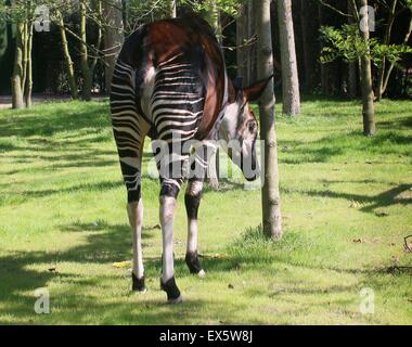 Zentralen afrikanischen Okapi (Okapia Johnstoni), von hinten gesehen Stockfoto