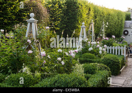 Absicherung im Bauerngarten Pfingstrosen (Paeonia) und box Stockfoto