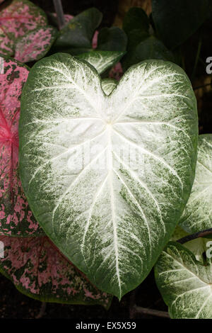 Caladium "Grey Ghost" Blatt, wächst in einer geschützten Umgebung. Stockfoto