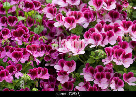 Pelargonium 'Darmsden'. Engel Pelargonien. Stockfoto