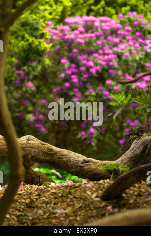 Jesmond Dene, Tyne and Wear, Großbritannien Stockfoto