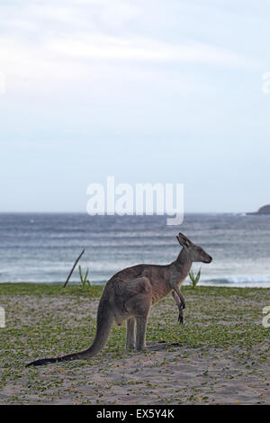 Östliche graue Känguru (Macropus Giganteus) im Abendlicht in Pebbly Beach im Murramarang National Park, Australien. Stockfoto