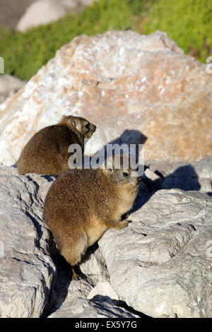 Rock Hyrax (Procavia Capensis), auch bekannt als Rock Klippschliefer entspannend auf Felsen in Bettys Bay, Südafrika Stockfoto