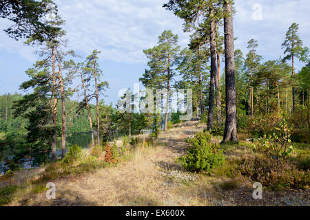 Nördlichen sonnigen Waldlandschaft - Kiefer, Moose, Flechten, blauer Himmel, Wolken, Seewasser Stockfoto