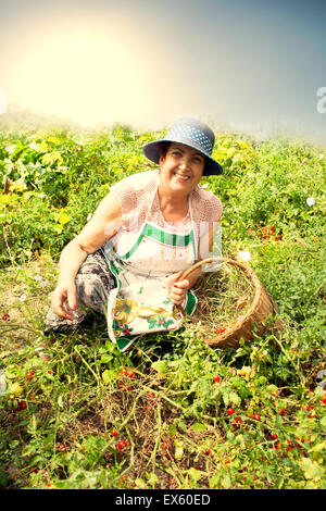 Senior Woman-Kommissionierung-Cherry-Tomaten Stockfoto