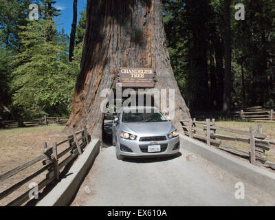 Leggett, Kalifornien. Kronleuchter Baum im Drive-Thru Tree Park, ein Coast Redwood-Baum mit einem Loch groß genug, um durchfahren. Stockfoto