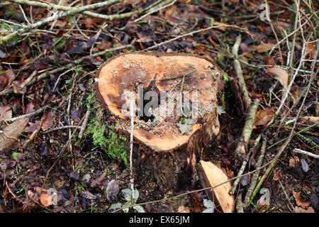 Es ist eine Draufsicht Foto von einem Baumwurzeln, die gerade geschnitten ist. Es ist in einem Wald von Frankreich Stockfoto