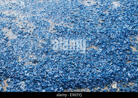 Velella, kleine Segel am Strand Meer Floß, durch Wind Seemann, purpurrote Segel Stockfoto