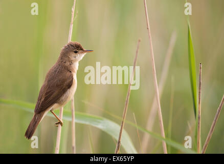 Reed Warbler (Acrocephalus Scirpaceus) in Suffolk Schilfbeetes Stockfoto