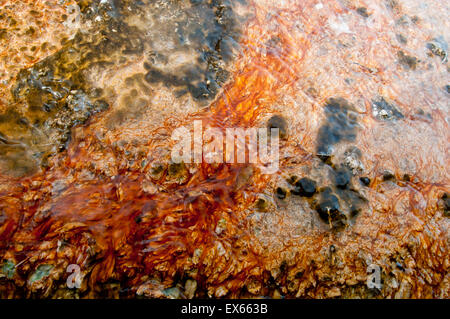 Algen und thermophilen Mikroorganismen in heißen Quellen in Upper Geyser Basin im Yellowstone Nationalpark, WY Stockfoto