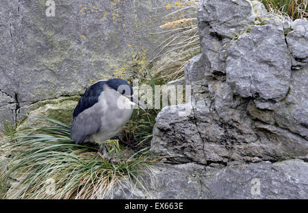Schwarz - gekrönte Night Heron auf Gras und Felsen Falkland Inseln Stockfoto