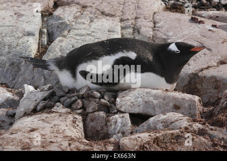 Gentoo Penguin auf Nest Petermann Island Antarktis Stockfoto