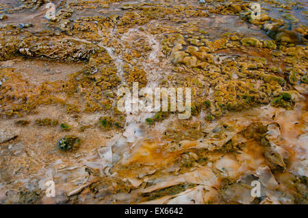 Algen und thermophilen Mikroorganismen in heißen Quellen in Upper Geyser Basin im Yellowstone Nationalpark, WY Stockfoto