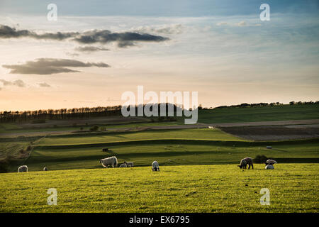 Beauitful Landschaftsbild Frühjahr Lämmer und Schafe in Bereichen während späten Abend Licht Stockfoto