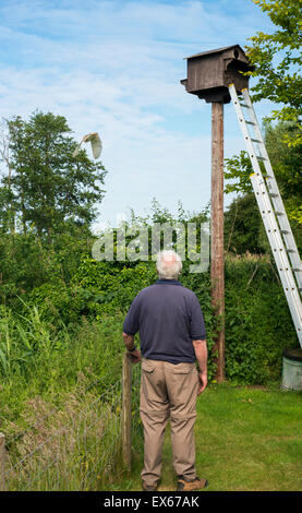 Die Erwachsenen weiblichen Schleiereule (Tyto Alba) verlässt Nest, so dass ihre Küken von Suffolk Wildlife Trust Freiwilligen beringt werden Stockfoto