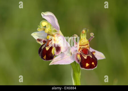 Biene Orchidee (Ophrys Apifera), zwei Blumen, Perchtoldsdorf Heath, Niederösterreich, Österreich Stockfoto