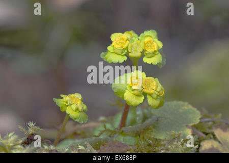 Stellvertreter-leaved Golden Steinbrech (Chrysosplenium Alternifolium), Blütenstände, Rheinland-Pfalz, Deutschland Stockfoto