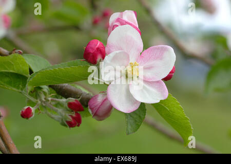 Europäische Holzapfel (Malus Sylvestris), blühenden Zweig, North Rhine-Westphalia, Deutschland Stockfoto