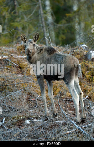 Junge Elche (Alces Alces) stehen im offenen Wald, Hedmark, Norwegen Stockfoto