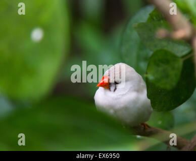 weißer Vogel mit orangefarbenen Schnabel Stockfoto