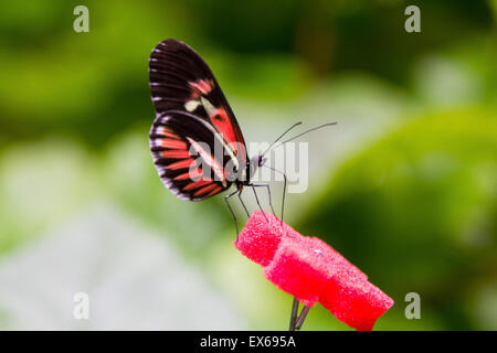 Schöne Schmetterling mit roten und schwarzen Flügeln Stockfoto