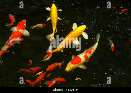 Nahaufnahme von Koi Karpfen schwimmen im Teich Stockfoto