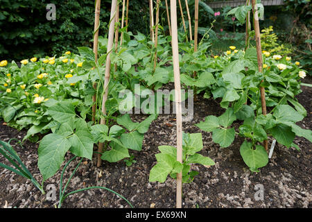 Stangenbohnen und Klettern Bohnen wachsen auf Zuckerrohr Wigwams mit Ringelblumen an der Basis. Stockfoto