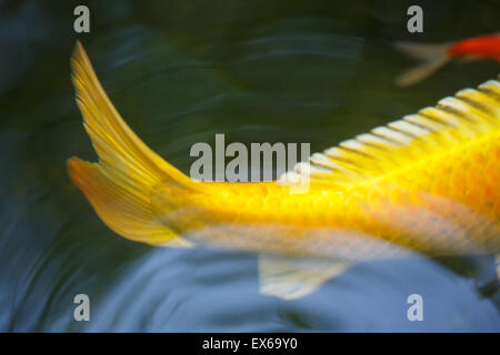 Nahaufnahme von Koi Karpfen schwimmen im Teich Stockfoto