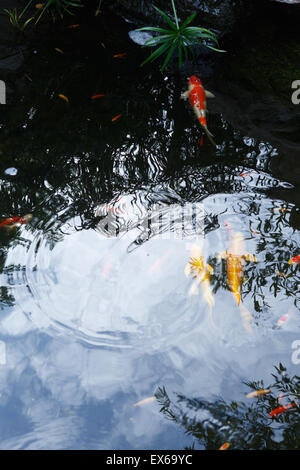 Nahaufnahme von Koi Karpfen schwimmen im Teich Stockfoto