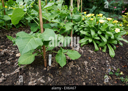 Stangenbohnen und Klettern Bohnen wachsen auf Zuckerrohr Wigwams mit Ringelblumen an der Basis. Stockfoto