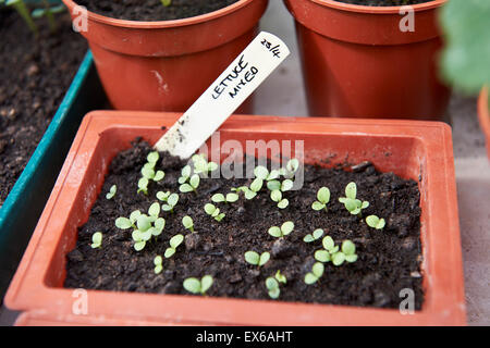 Gemischter Salat-Sämlinge wachsen in einem Mini-Tablett von Kompost in einem Gewächshaus. Stockfoto
