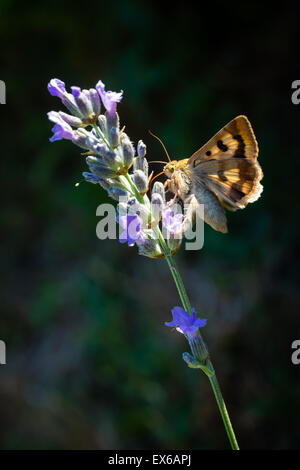 Schmetterling auf der Kante Stockfoto