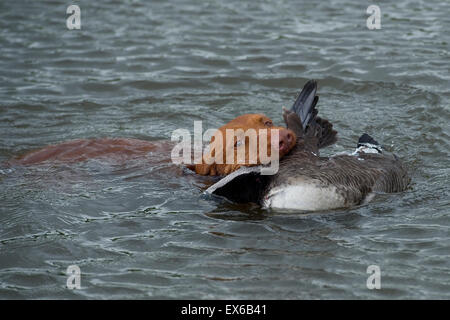 Drahthaar Vizsla Jagdhund Abrufen von einem Schuss Gans aus Wasser Stockfoto