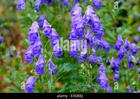 Aconitum Carmichaelii Arendsii lila Blumen Blüte Herbst Eisenhut Eisenhut RM Floral Stockfoto