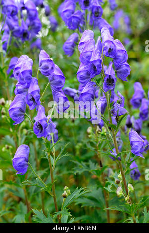 Aconitum Carmichaelii Arendsii lila Blumen Blüte Herbst Eisenhut Eisenhut RM Floral Stockfoto