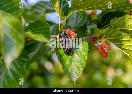 Maulbeeren fotografiert close-up auf einem Hintergrund von Laub Stockfoto