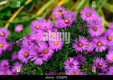 Aster Novi-Belgii dandy Bergaster Blüte rosa Blume Herbstblumen fallen mehrjährige RM Floral Stockfoto