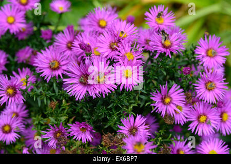 Aster Novi-Belgii dandy Bergaster Blüte rosa Blume Herbstblumen fallen mehrjährige RM Floral Stockfoto